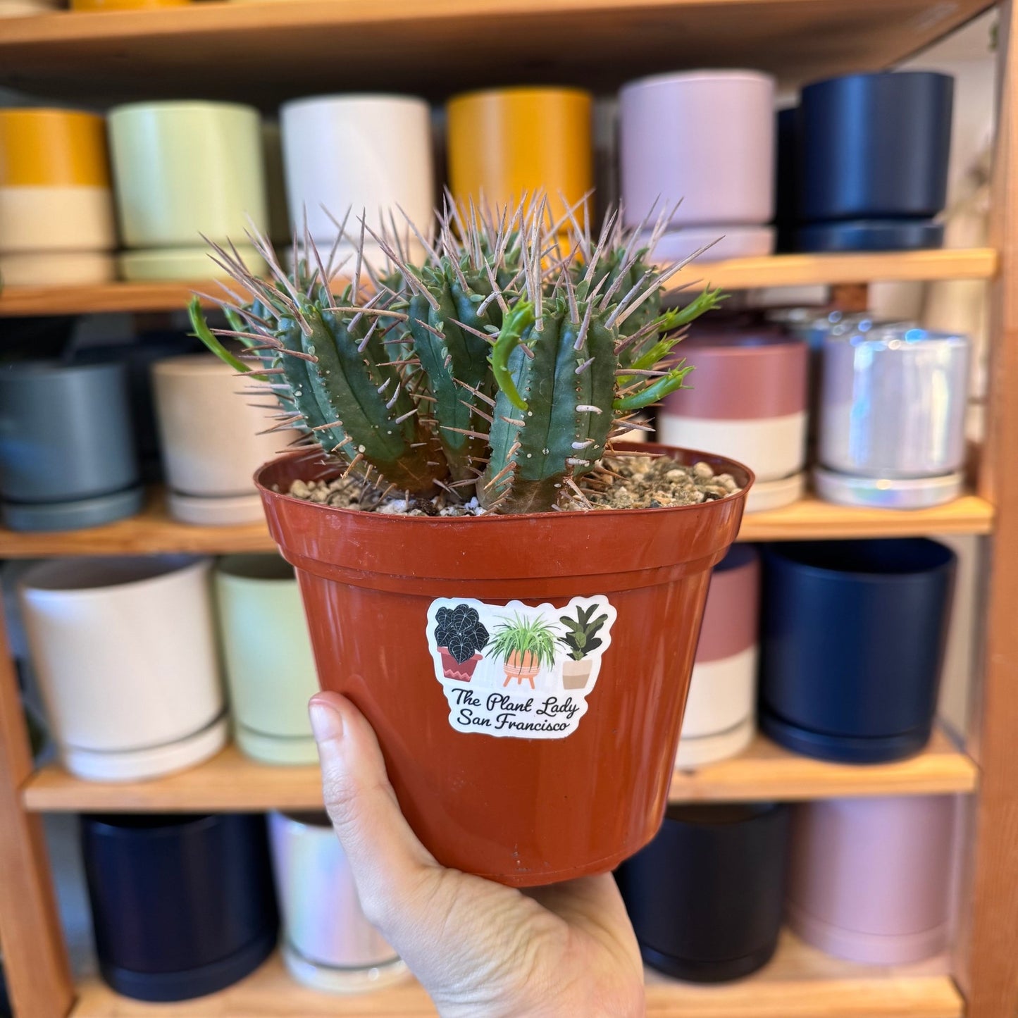 Euphorbia ferox - The Plant Lady SF