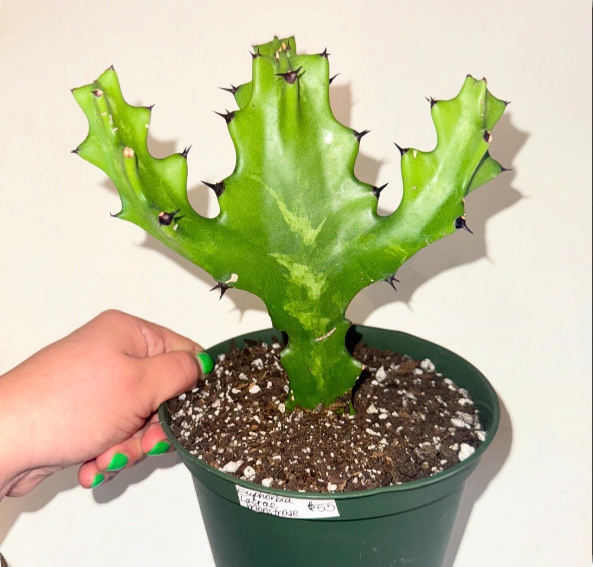 Euphorbia lactea 'Montrose' - The Plant Lady SF