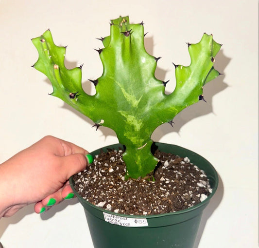 Euphorbia lactea 'Montrose' - The Plant Lady SF