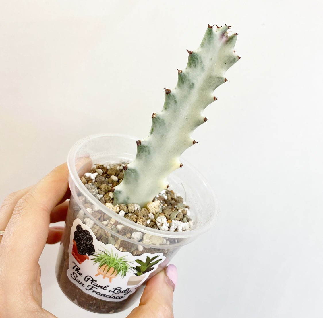 Euphorbia lactea 'White Ghost' - The Plant Lady SF