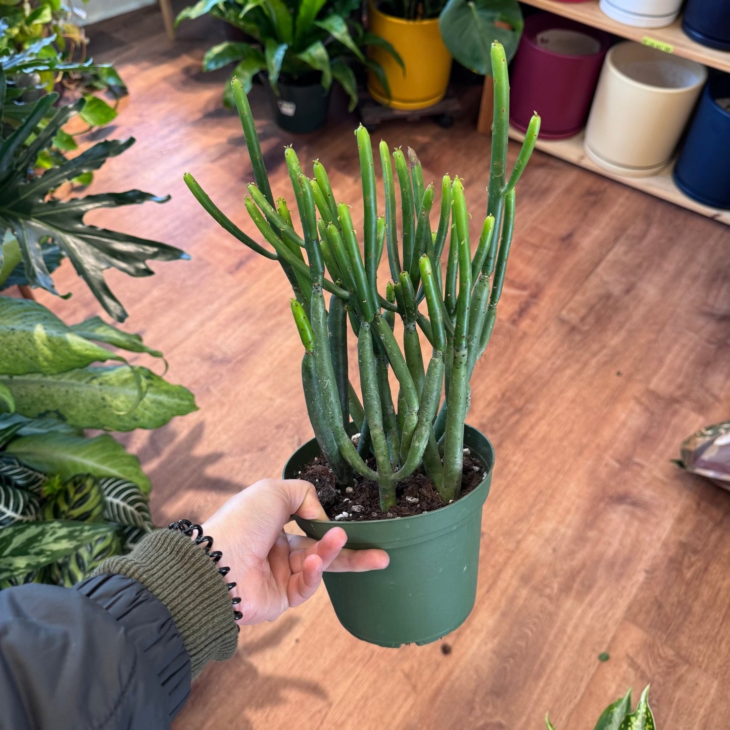 Euphorbia leucodendron (Cat Tails Euphorbia) - The Plant Lady SF