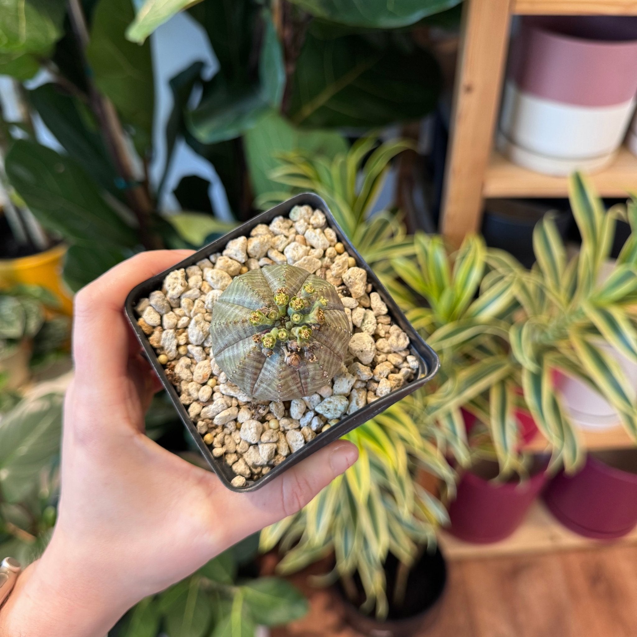 Euphorbia obesa – The Plant Lady SF