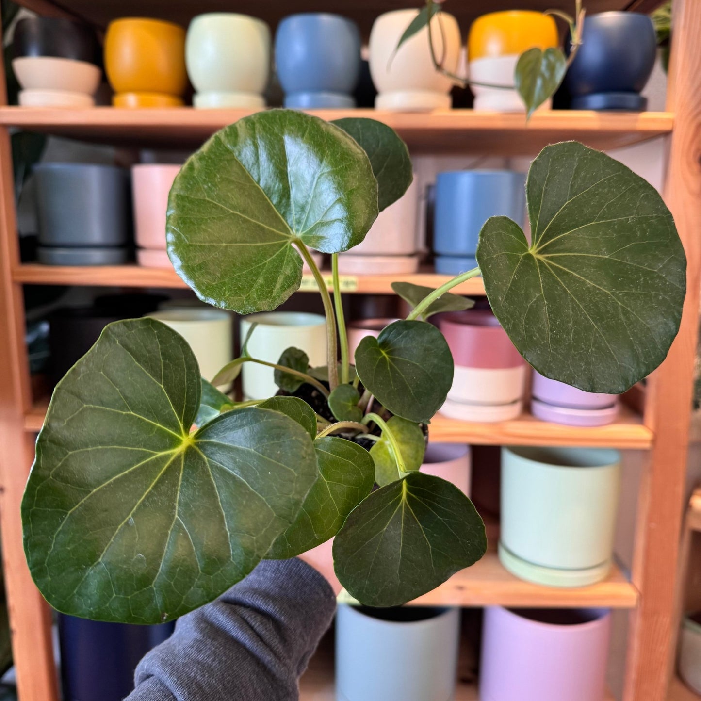 Farfugium japonicum 'Gigantea' - The Plant Lady SF