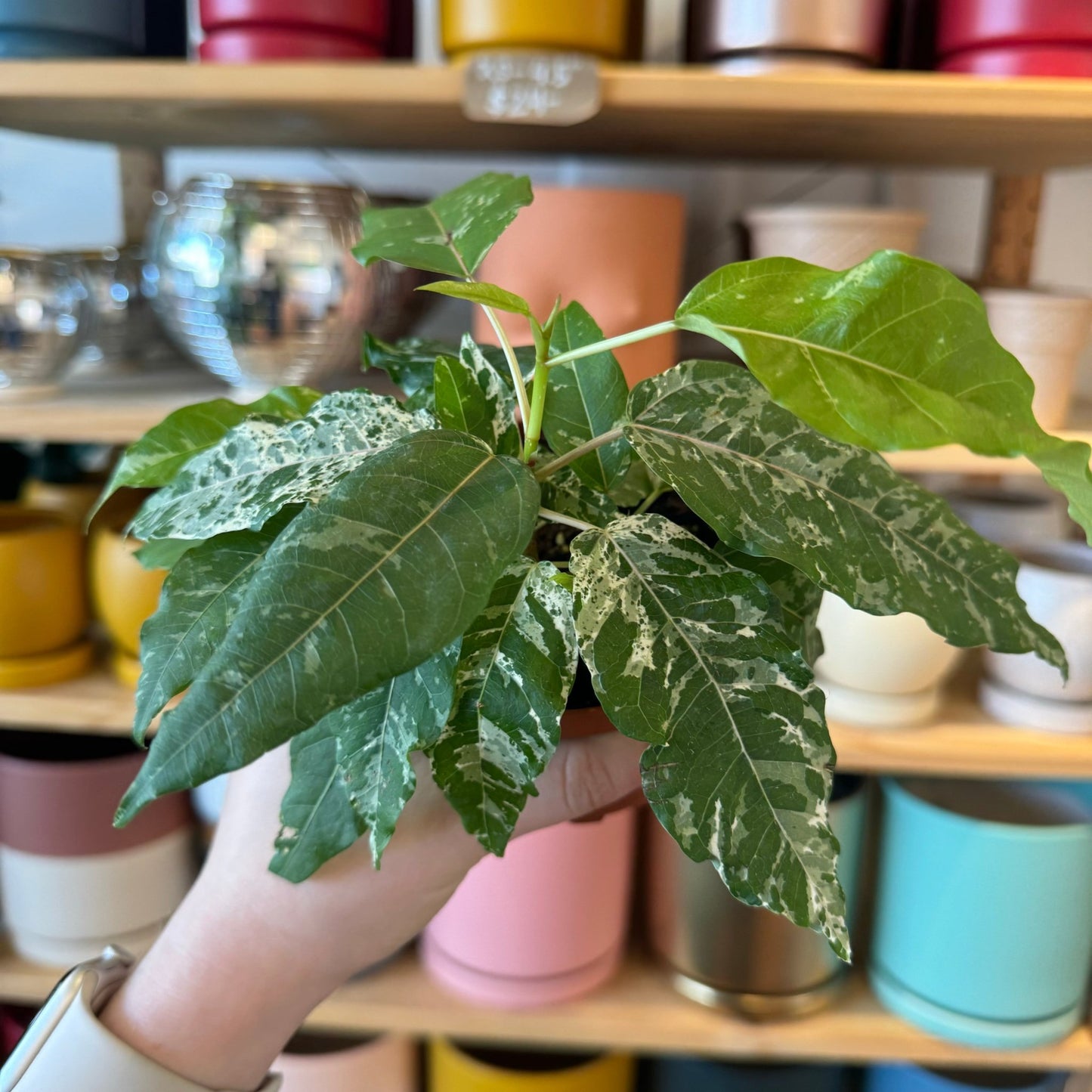 Ficus aspera (Clown Fig) - The Plant Lady SF