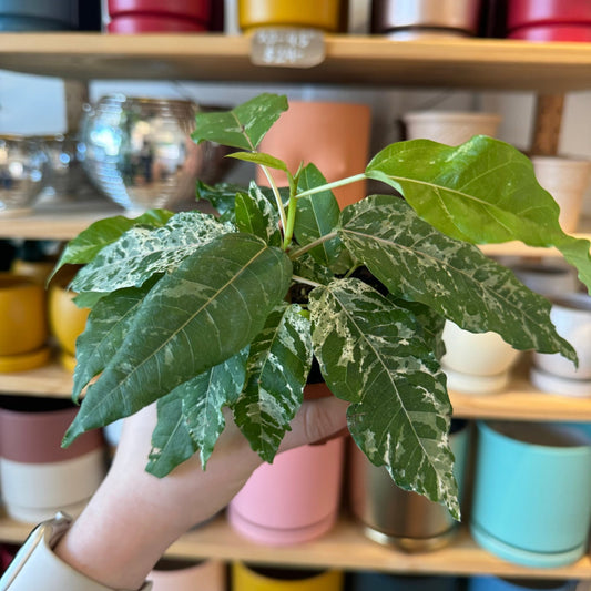 Ficus aspera (Clown Fig) - The Plant Lady SF