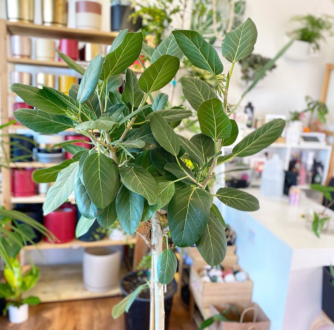 ficus audrey new growth Ficus 'Audrey' – The Plant Lady SF
