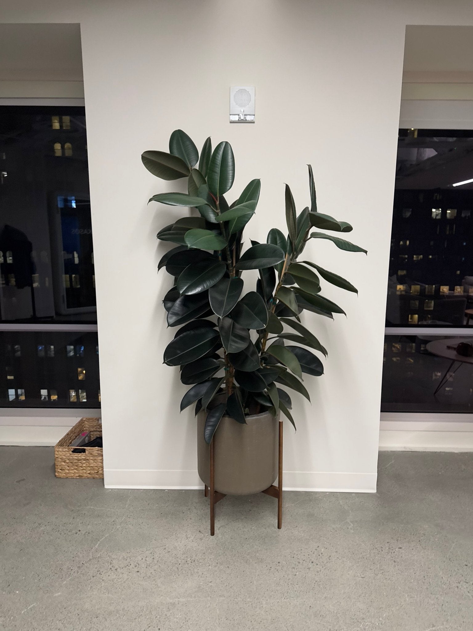 Ficus elastica 'Burgundy' - The Plant Lady SF