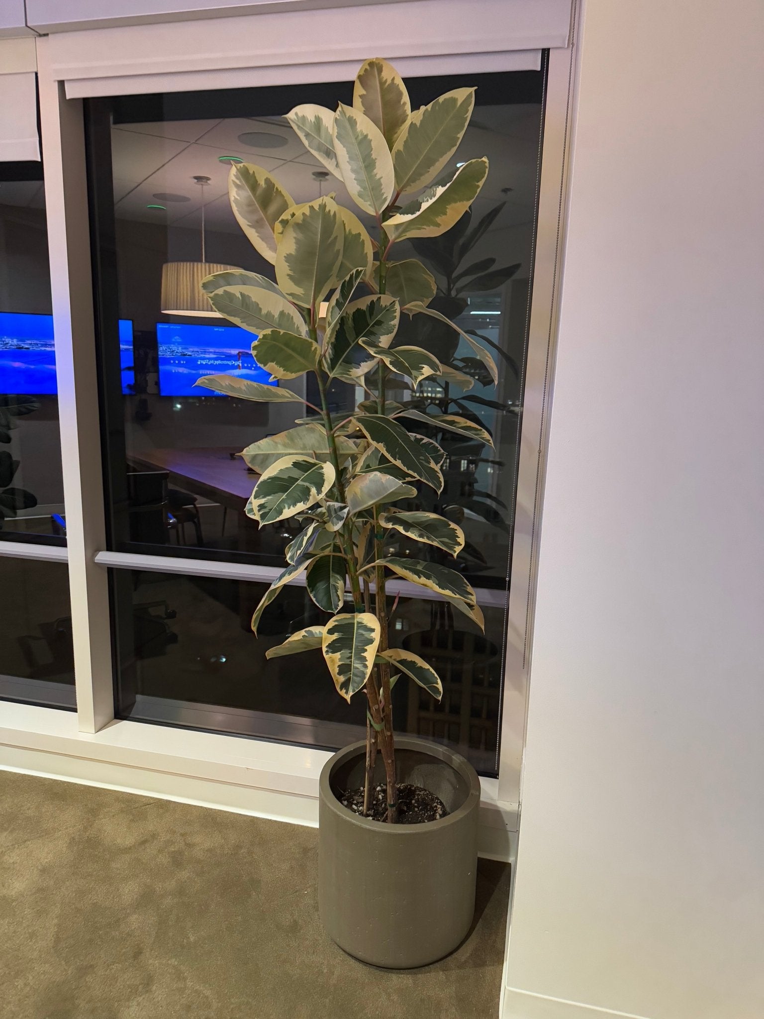 Ficus elastica 'Tineke' - The Plant Lady SF
