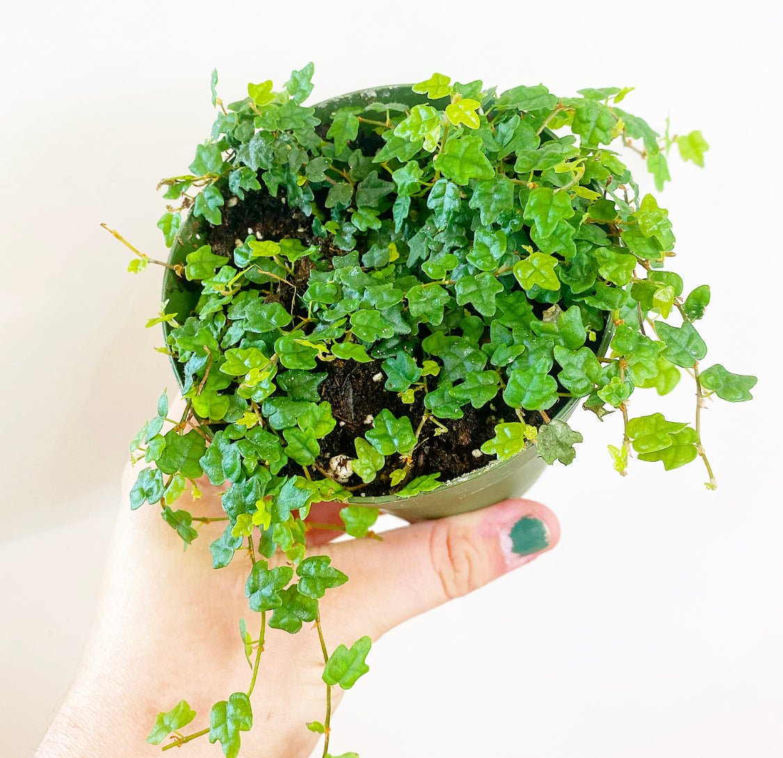 Ficus pumila 'Quercifolia' (String of Frogs) - The Plant Lady SF