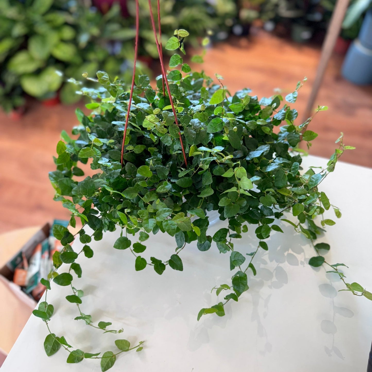 Ficus pumila "Repens" AKA Creeping Ficus - The Plant Lady SF