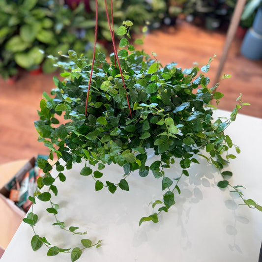 Ficus pumila "Repens" AKA Creeping Ficus - The Plant Lady SF