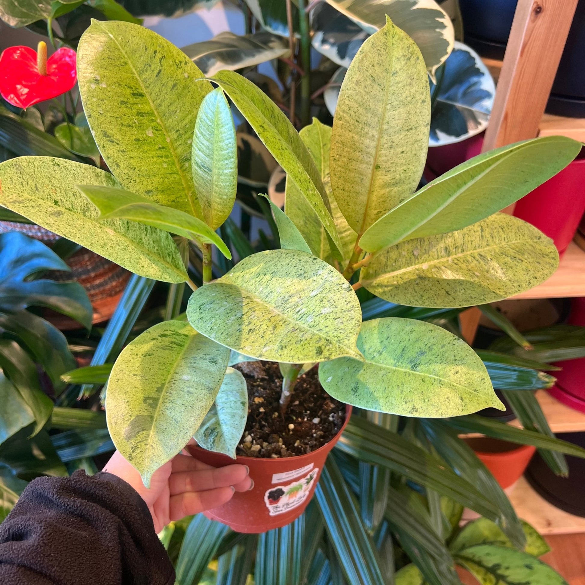 shivereana rubber tree Ficus shivereana – The Plant Lady SF