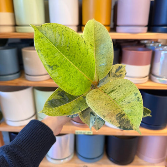 Ficus shivereana - The Plant Lady SF