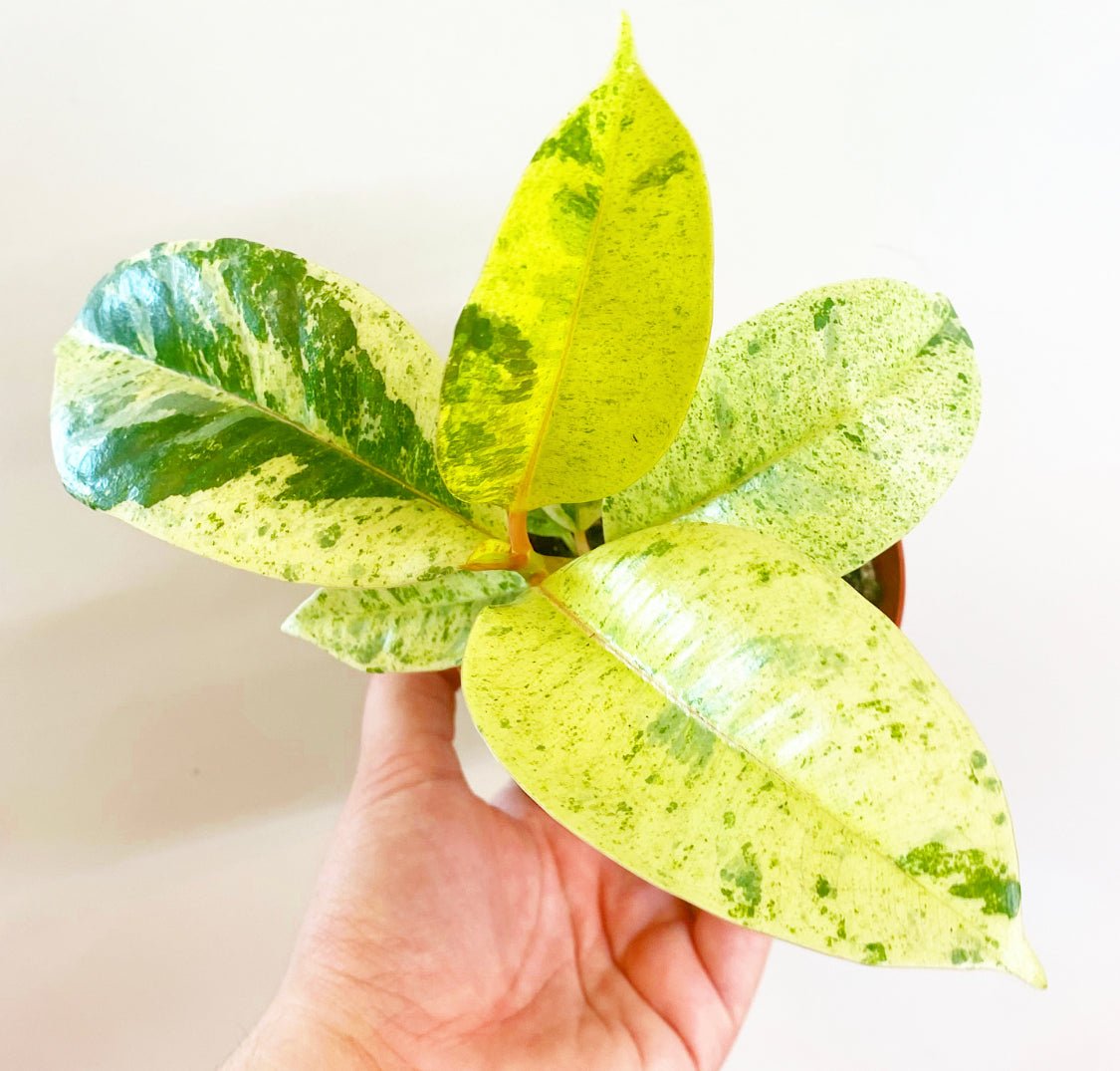 shivereana rubber tree Ficus shivereana – The Plant Lady SF