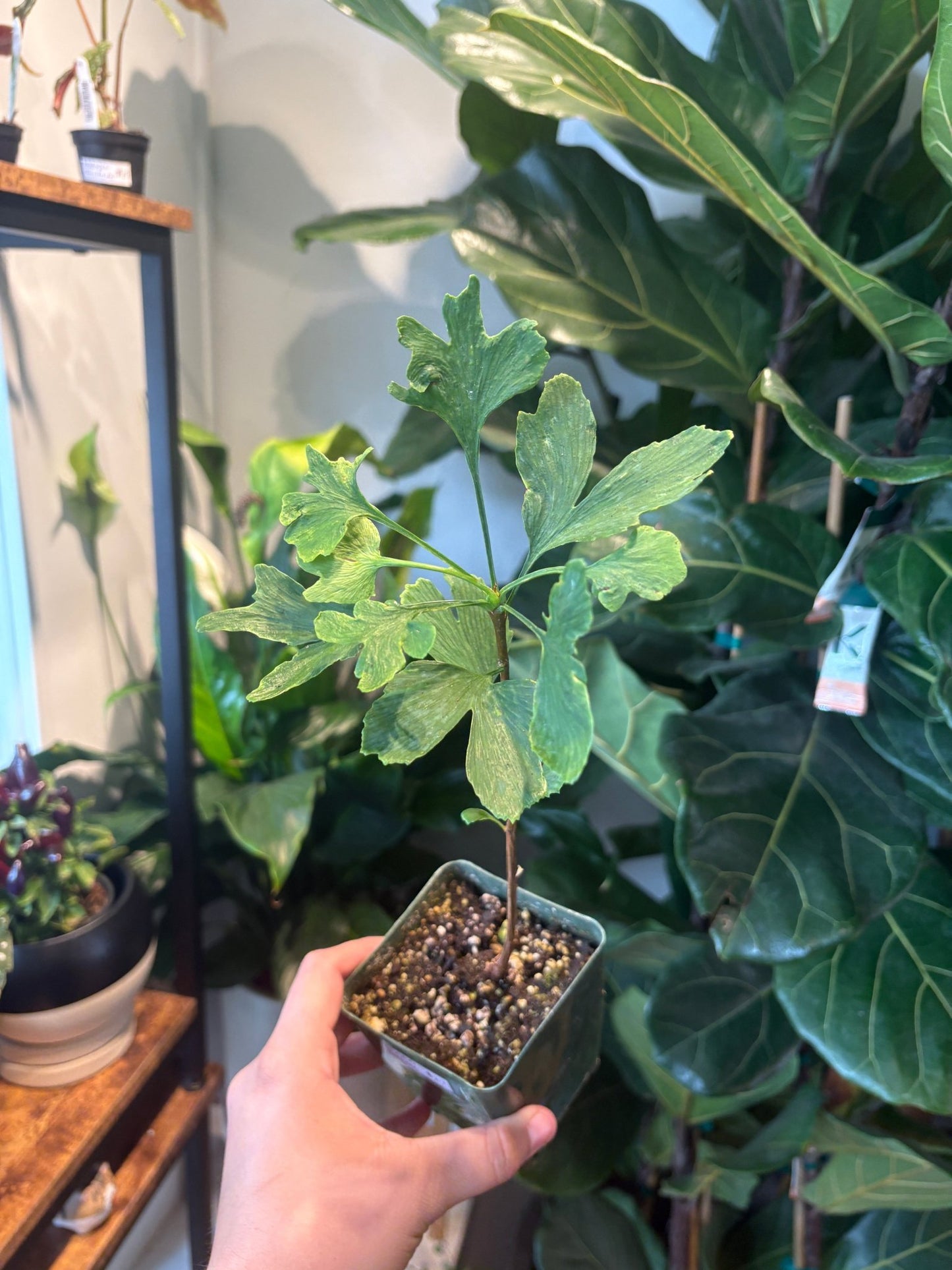 Ginkgo biloba - The Plant Lady SF