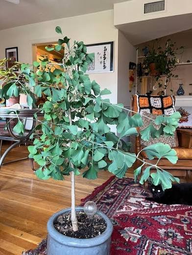 Ginkgo biloba - The Plant Lady SF