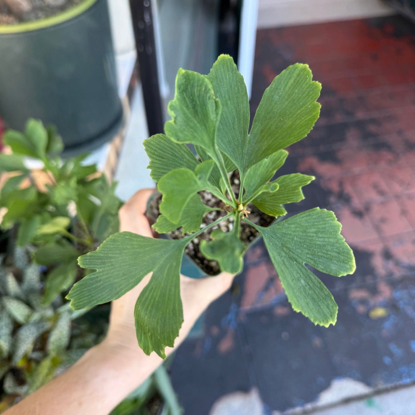 Ginkgo biloba - The Plant Lady SF