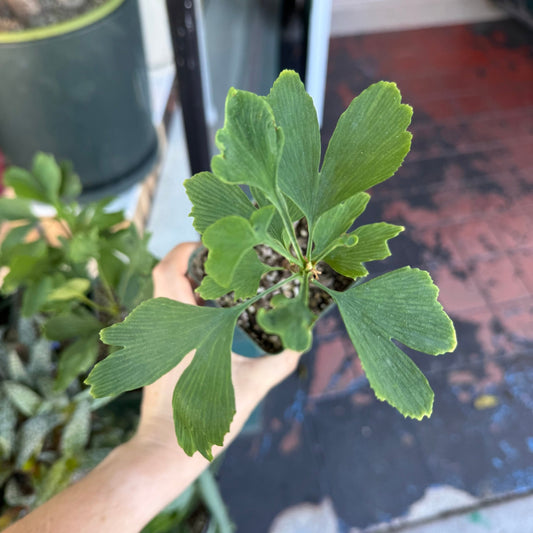 Ginkgo biloba - The Plant Lady SF