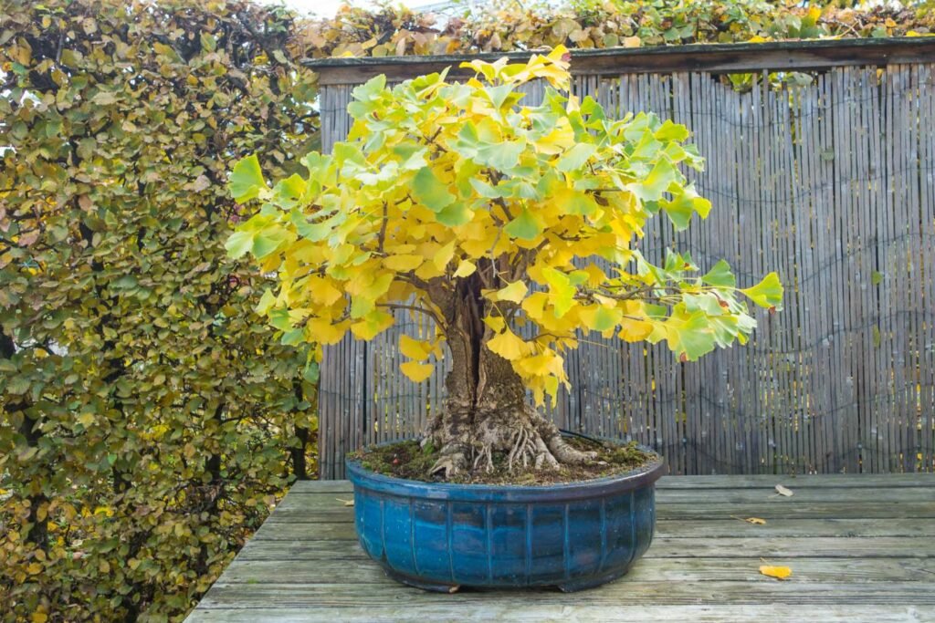 Ginkgo biloba - The Plant Lady SF