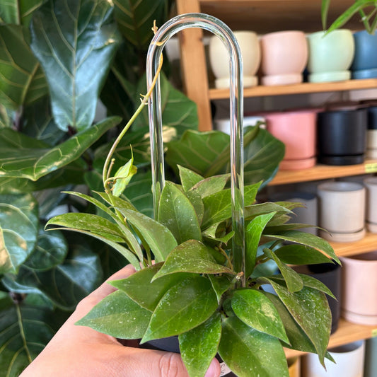 Glassvine Plant Support Hoop - The Plant Lady SF