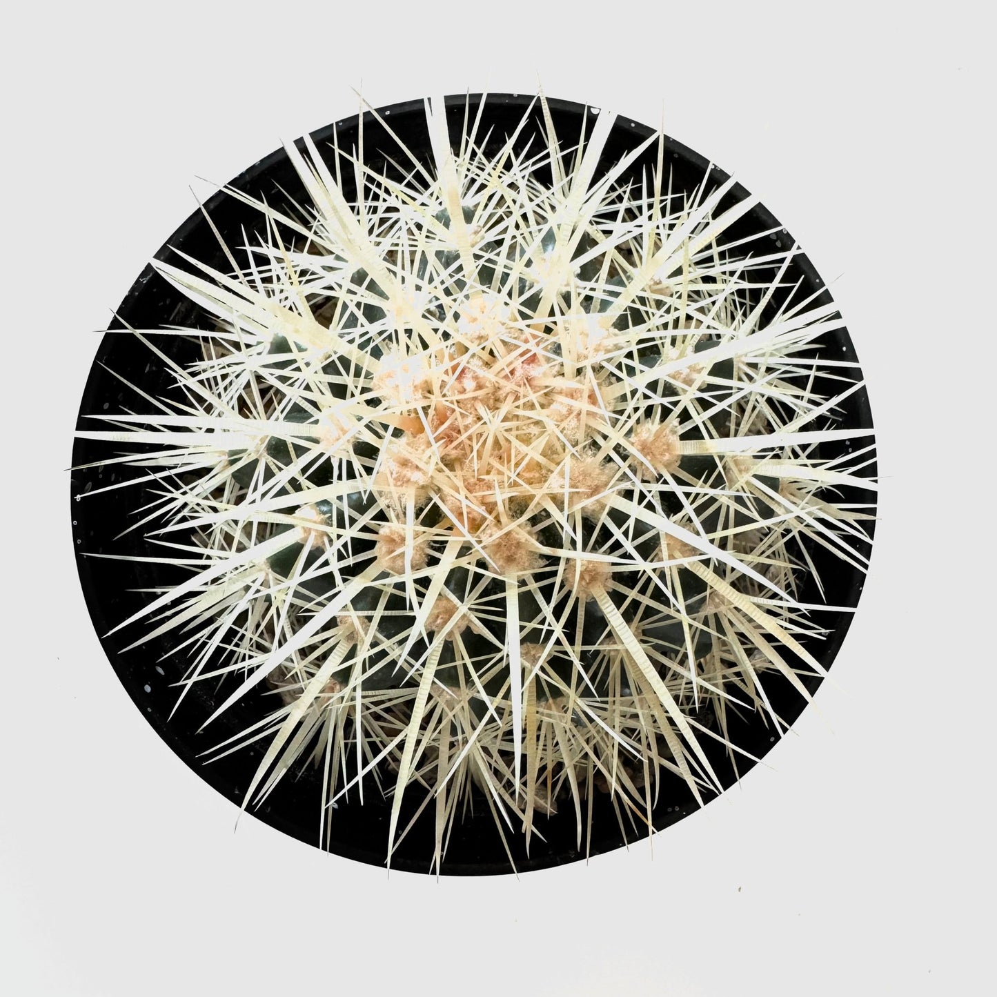 Golden Barrel Cactus (Echinocactus grusonii) - The Plant Lady SF