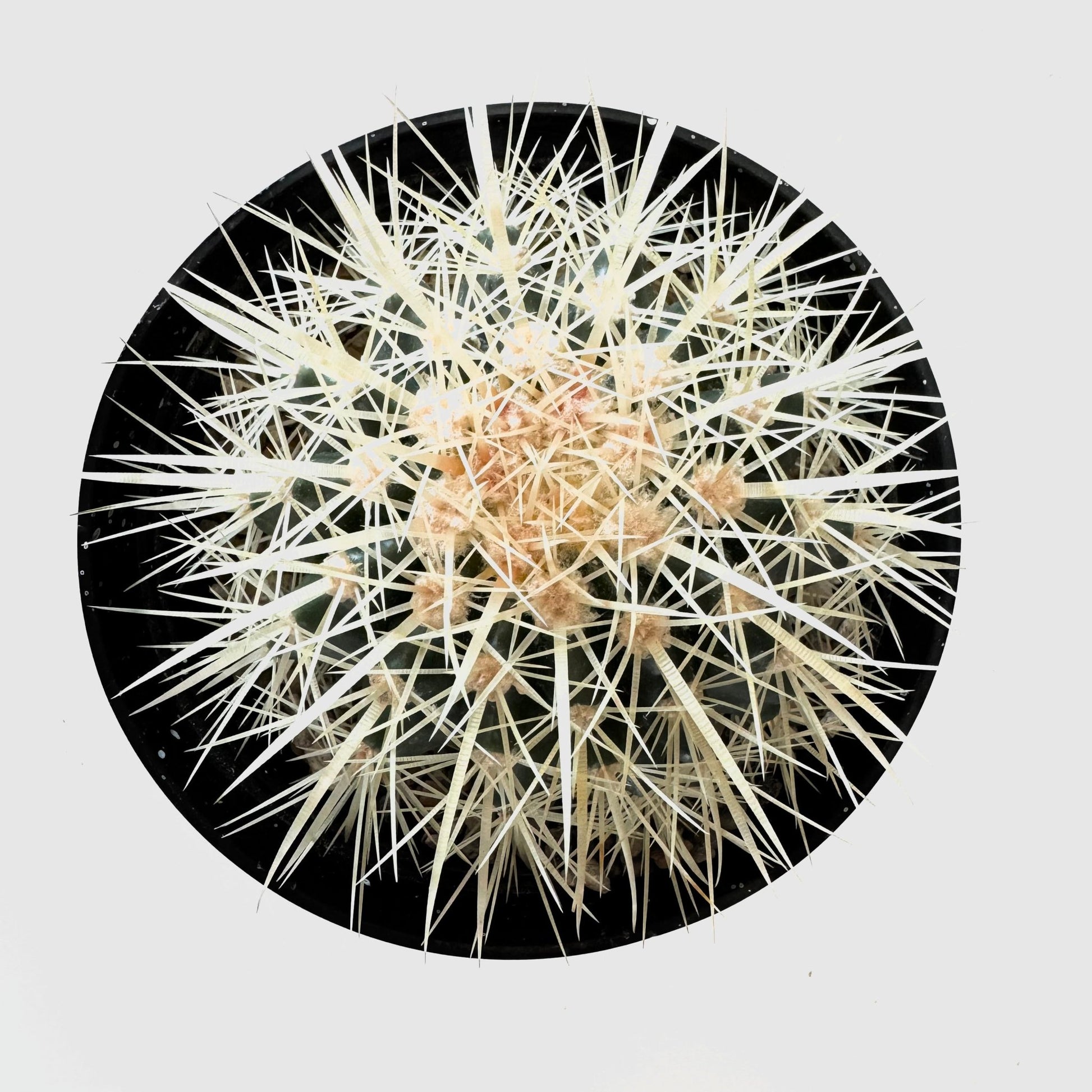 Golden Barrel Cactus (Echinocactus grusonii) - The Plant Lady SF