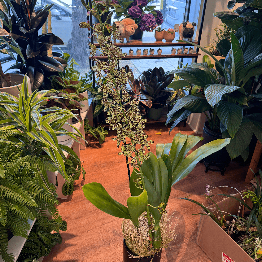 Grammatophyllum Broga Tiger 'Beverly' - The Plant Lady SF
