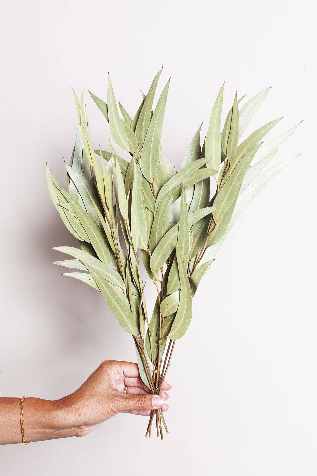 Green Willow Eucalyptus - The Plant Lady SF