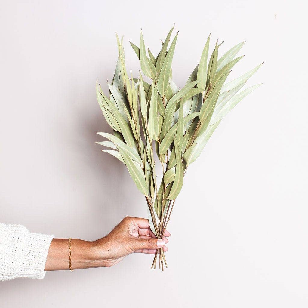 Green Willow Eucalyptus - The Plant Lady SF