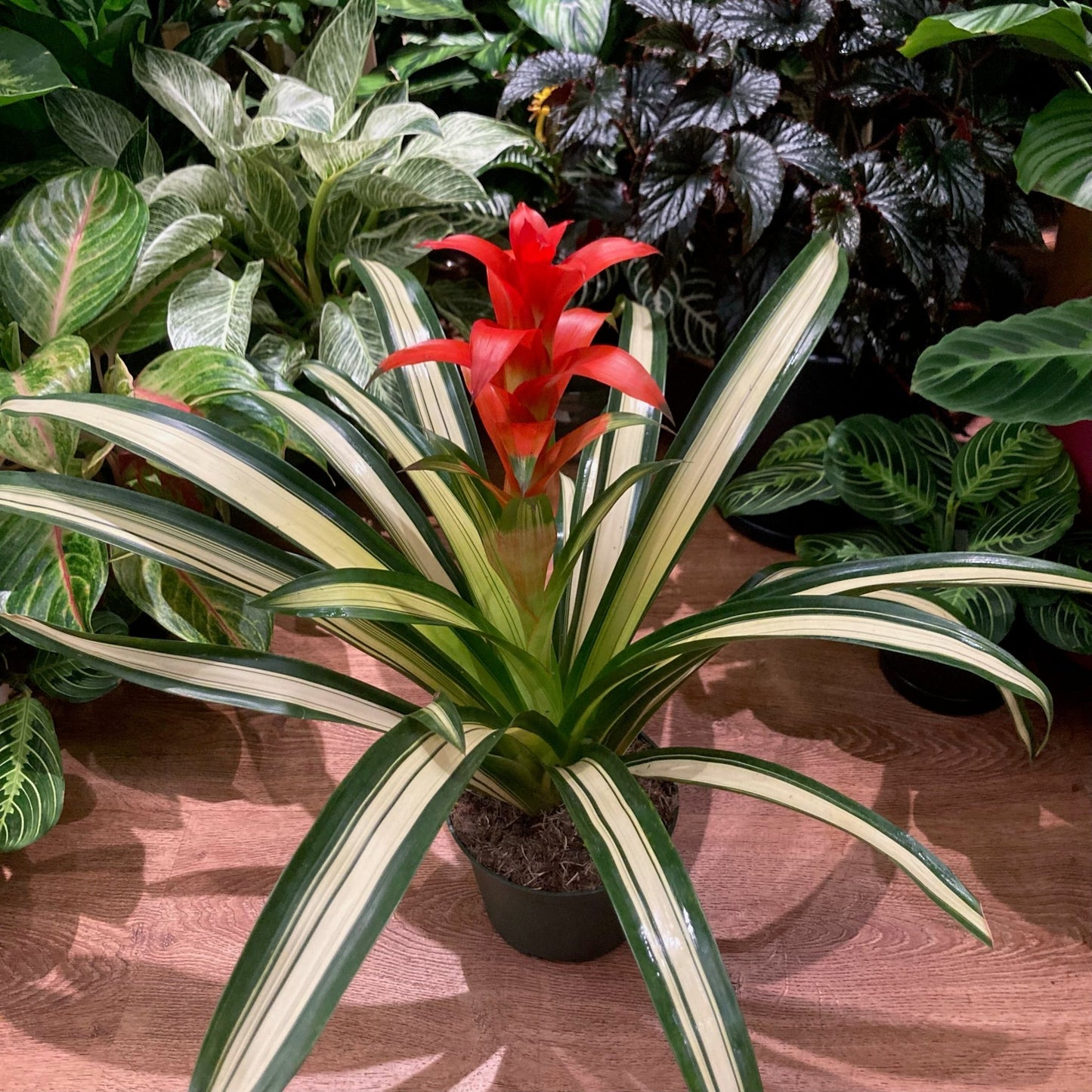 Guzmania bromeliad - The Plant Lady SF