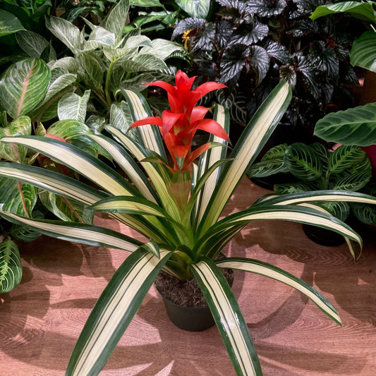 Guzmania bromeliad - The Plant Lady SF
