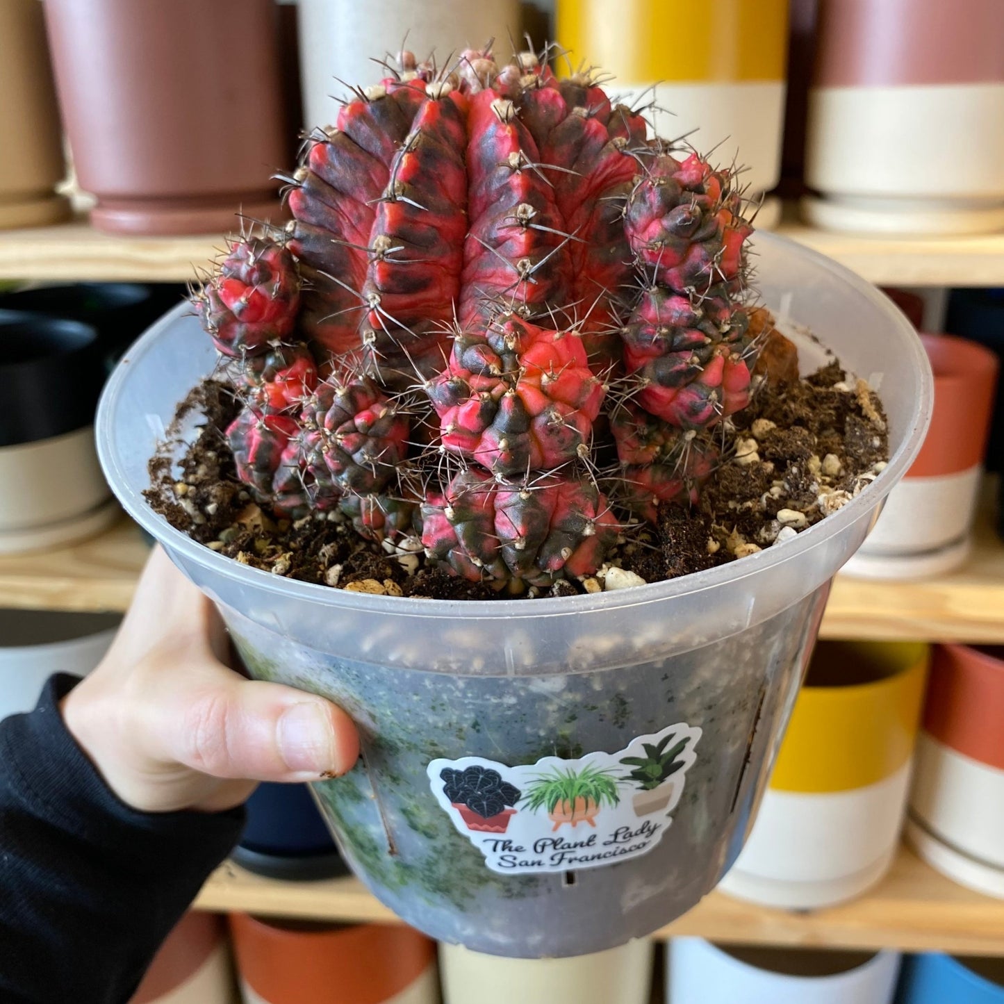 Gymnocalycium mihanovichii variegata - The Plant Lady SF