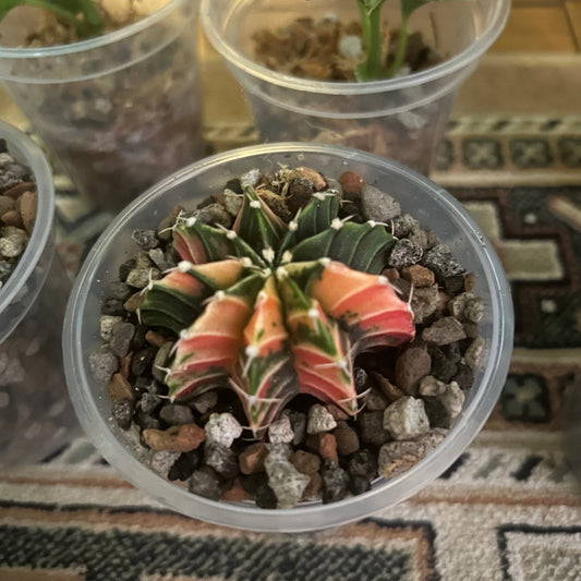 Gymnocalycium mihanovichii variegata - The Plant Lady SF