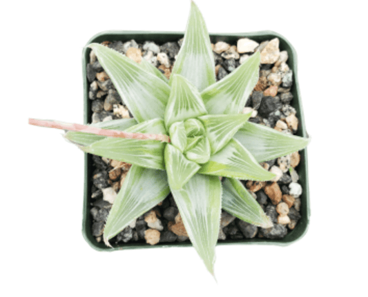 Haworthia retusa 'White Ghost' - The Plant Lady SF