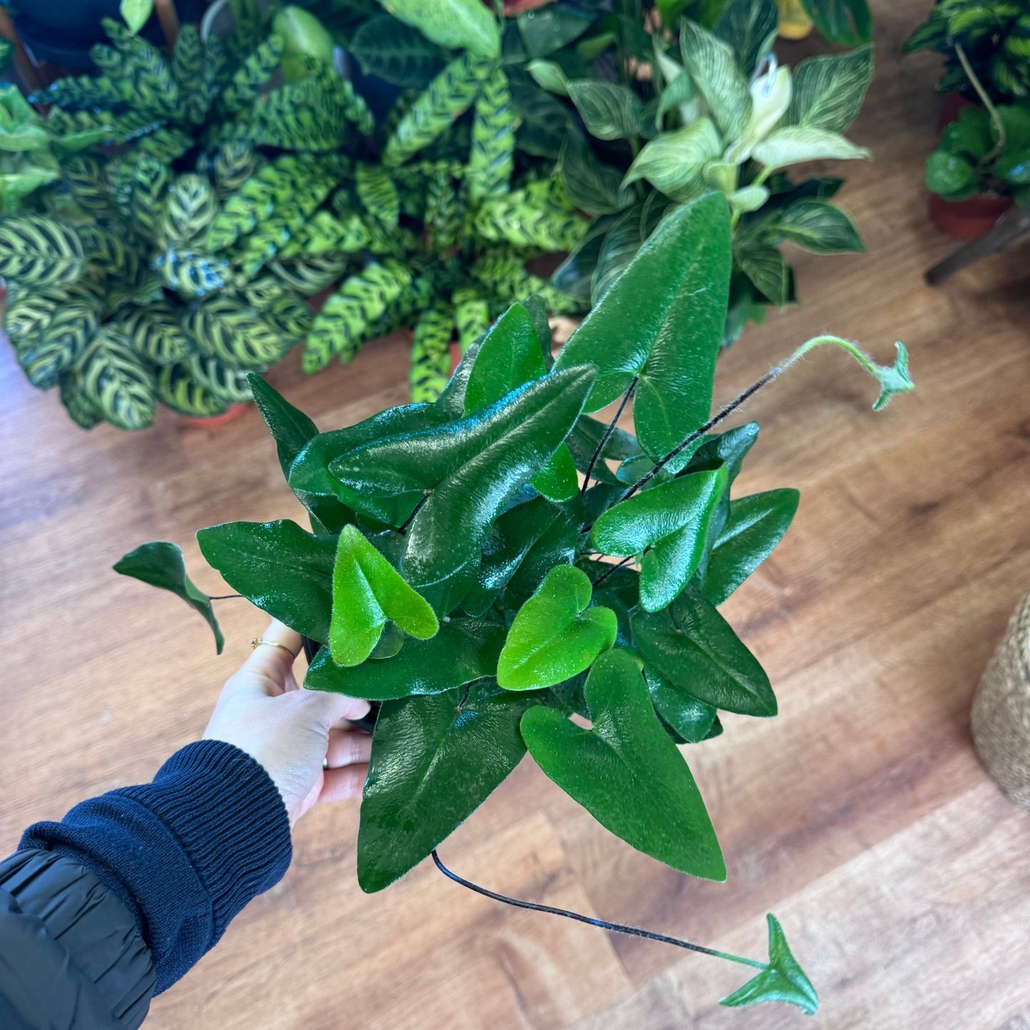 Heartleaf Fern (Hemionitis arifolia) - The Plant Lady SF