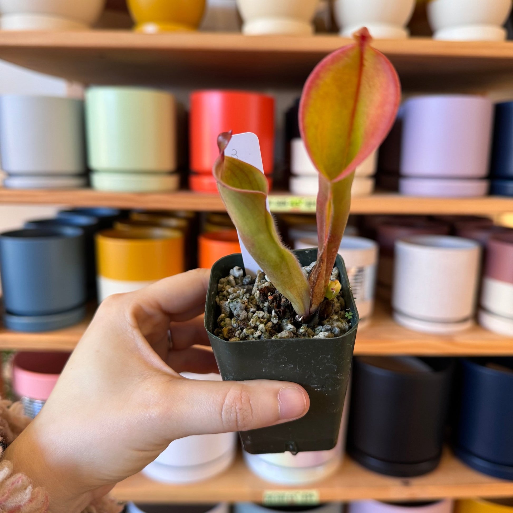 Heliamphora minor - The Plant Lady SF