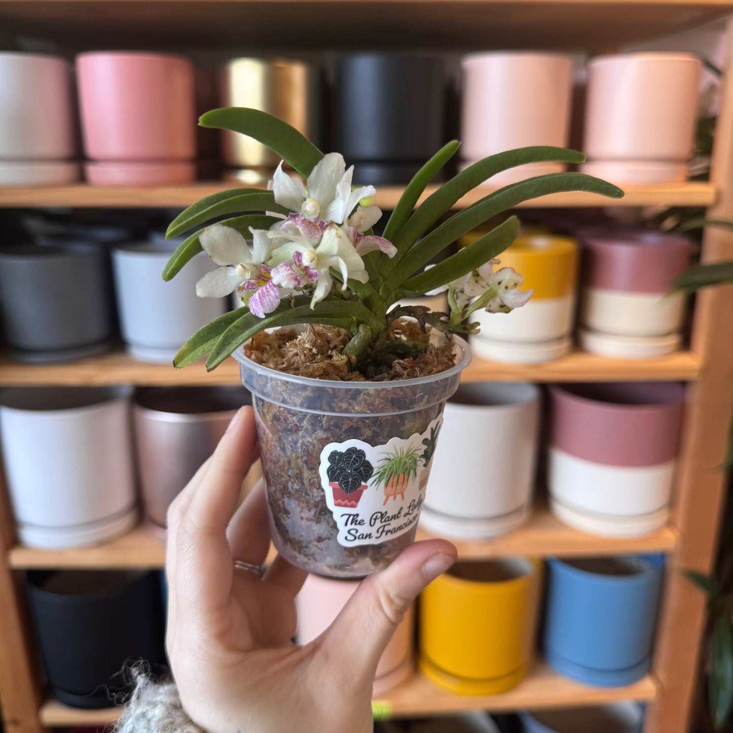 Holcostylis M S Sunlight - The Plant Lady SF