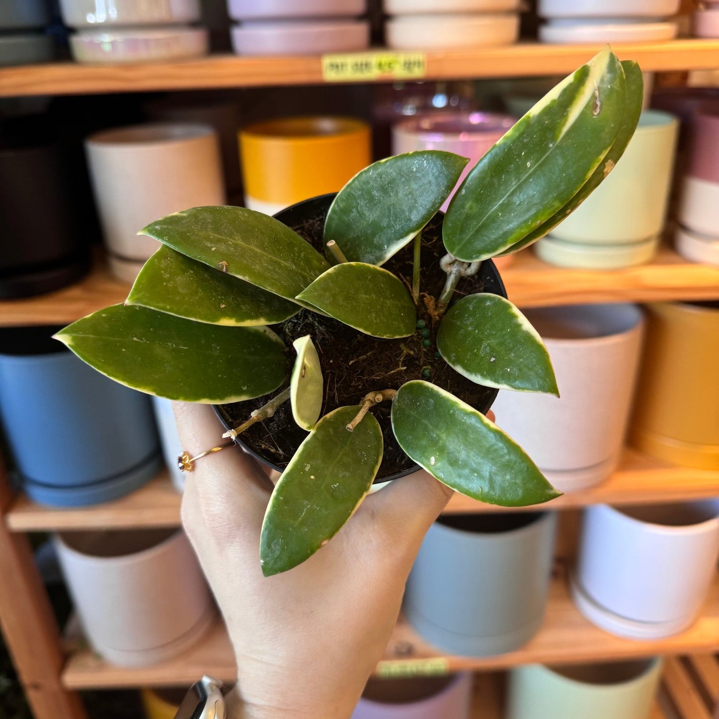 Hoya acuta albomarginata - The Plant Lady SF