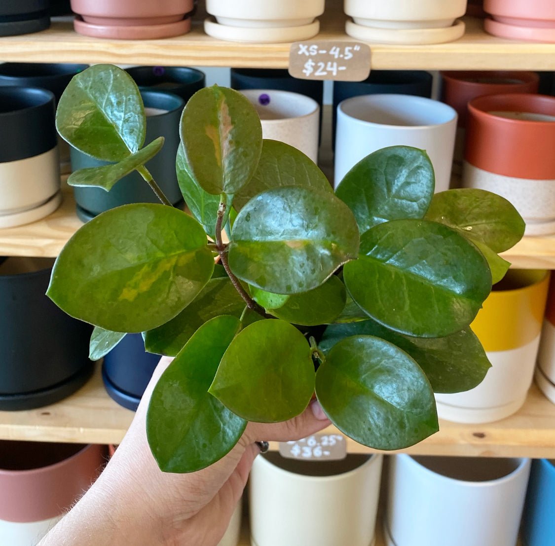 Hoya australis - The Plant Lady SF