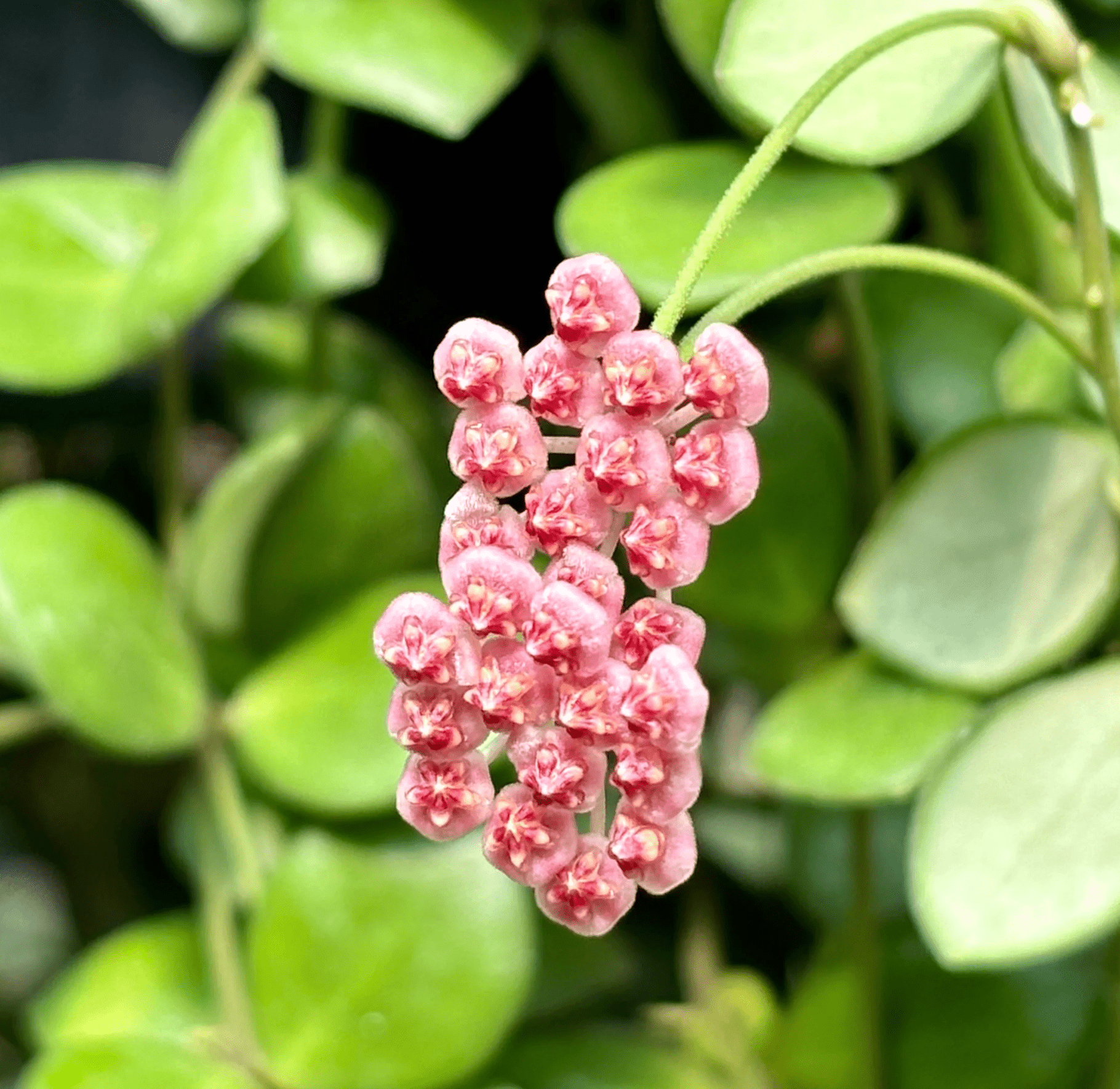Hoya bilobata - The Plant Lady SF