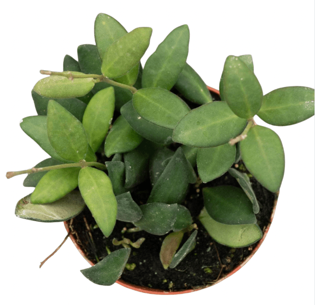 Hoya bilobata - The Plant Lady SF