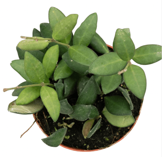 Hoya bilobata - The Plant Lady SF