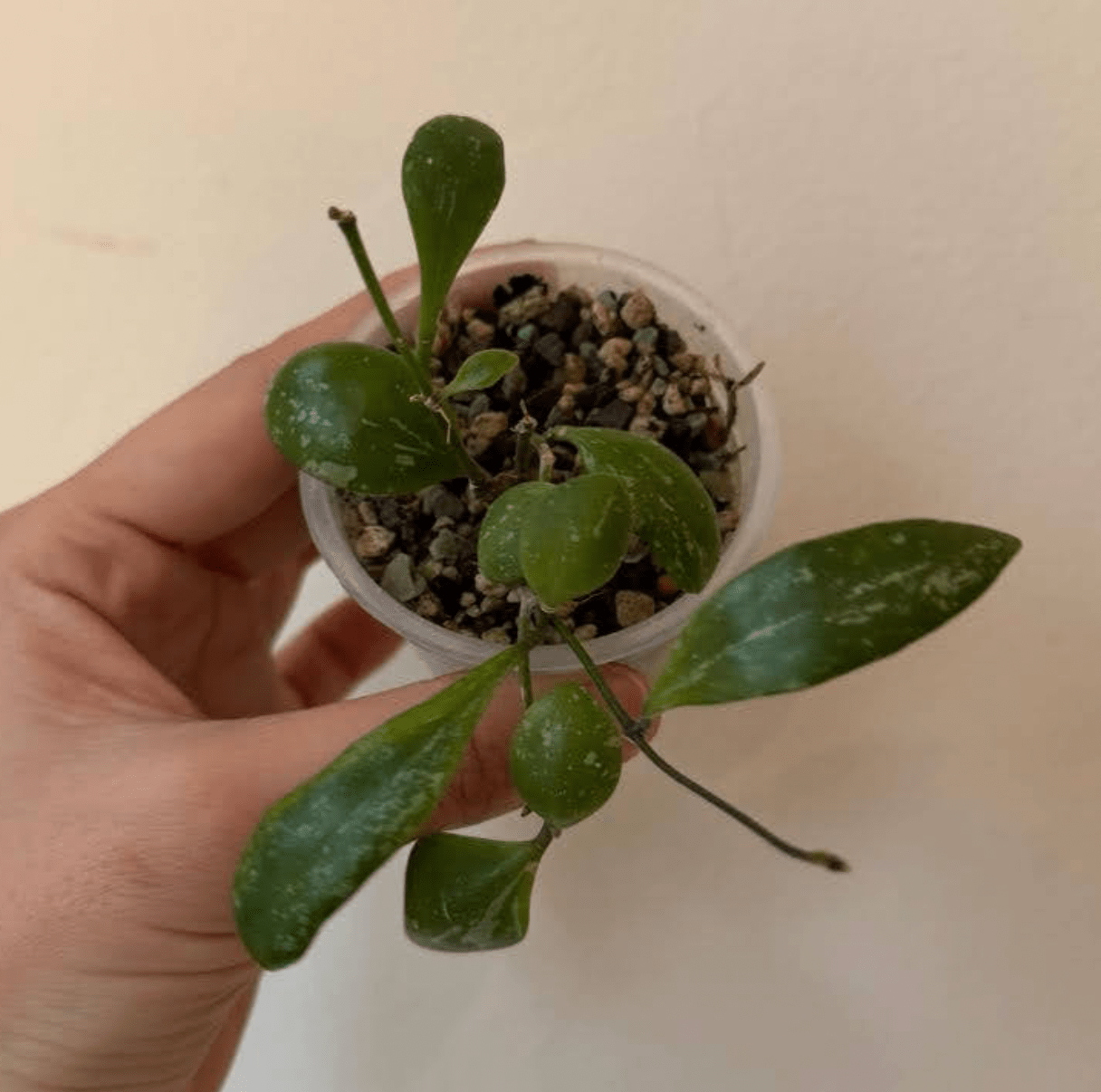 Hoya brevialata - The Plant Lady SF