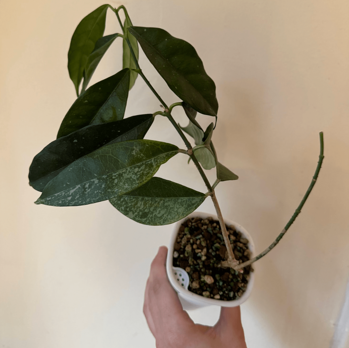 Hoya campanulata - The Plant Lady SF