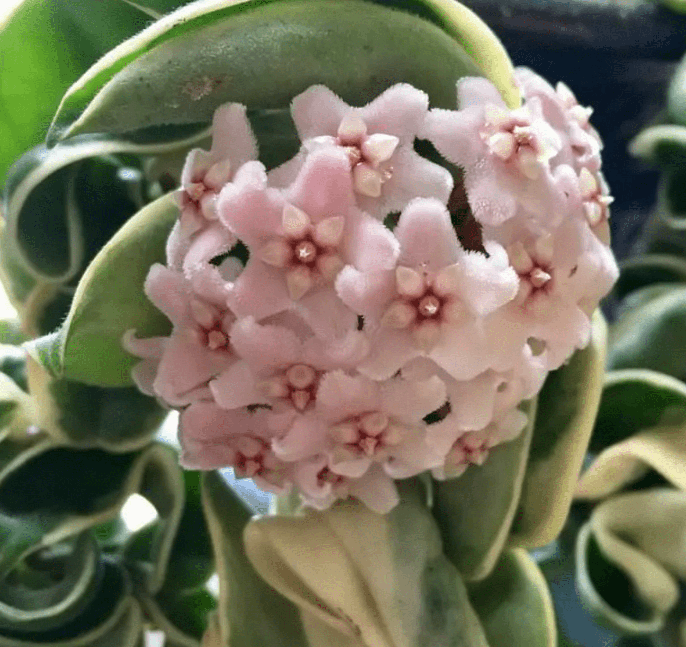 Hoya carnosa ‘Compacta Vareigata’ AKA variegated Hindu Rope Plant - The Plant Lady SF