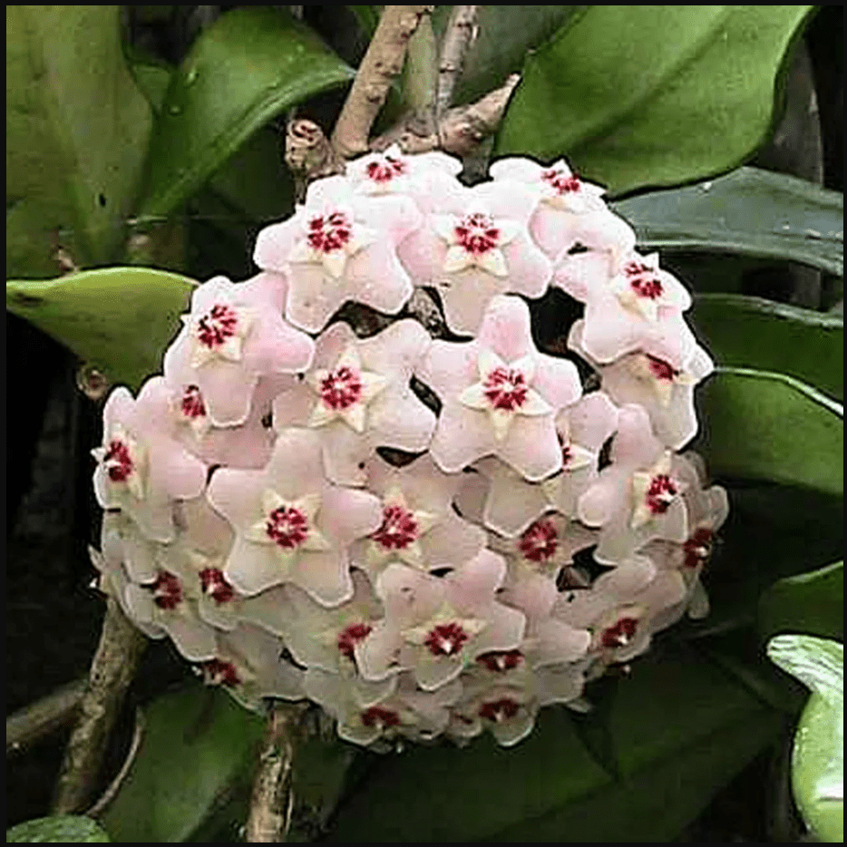 Hoya carnosa 'Krimson Princess' (also goes by 'Tricolor') - The Plant Lady SF
