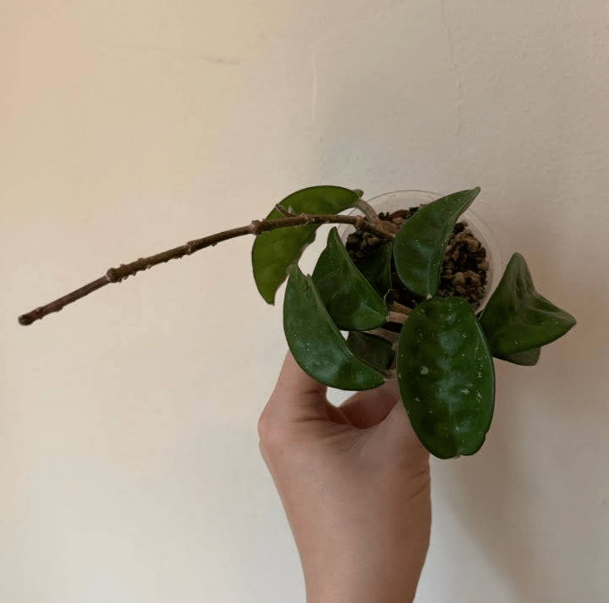 Hoya carnosa "Krinkle 8" - The Plant Lady SF