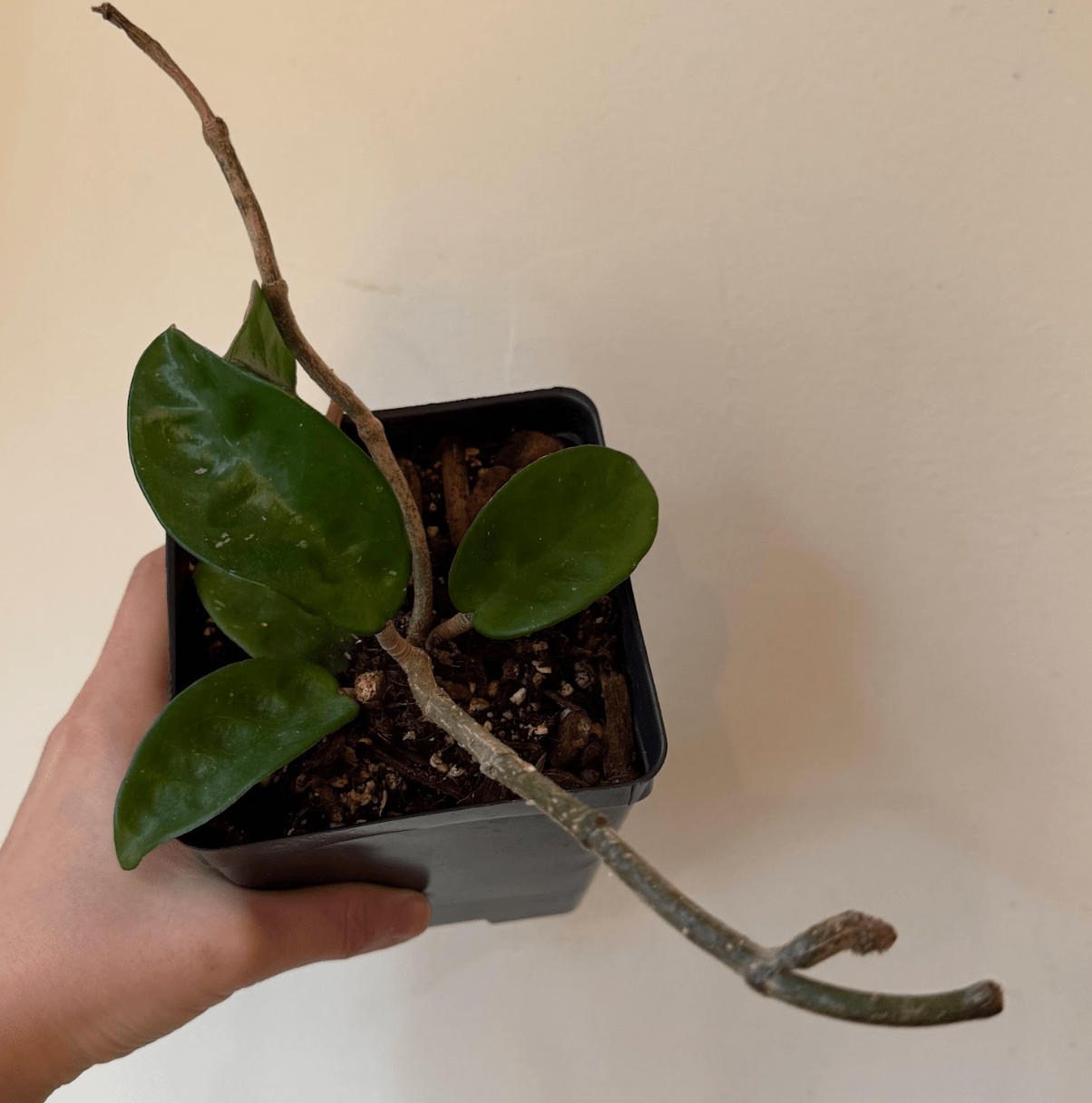 Hoya carnosa "Krinkle 8" - The Plant Lady SF