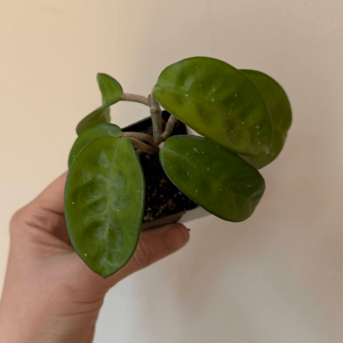 Hoya carnosa "Krinkle 8" - The Plant Lady SF