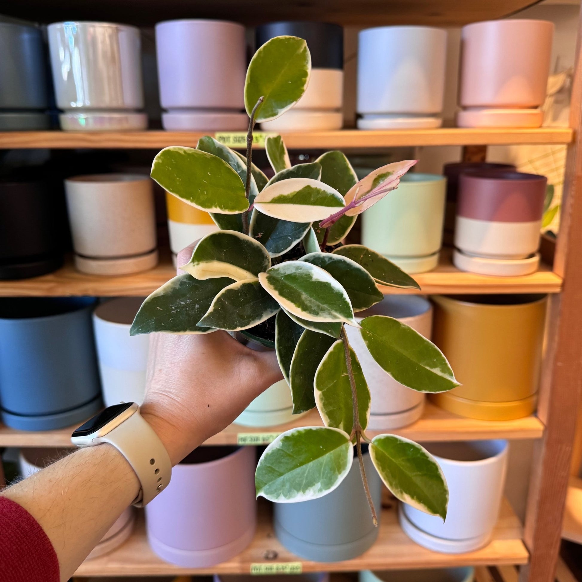 natural fertilizer for hoya plant Hoya carnosa variegated ‘Rubra’ AKA Krimson Queen